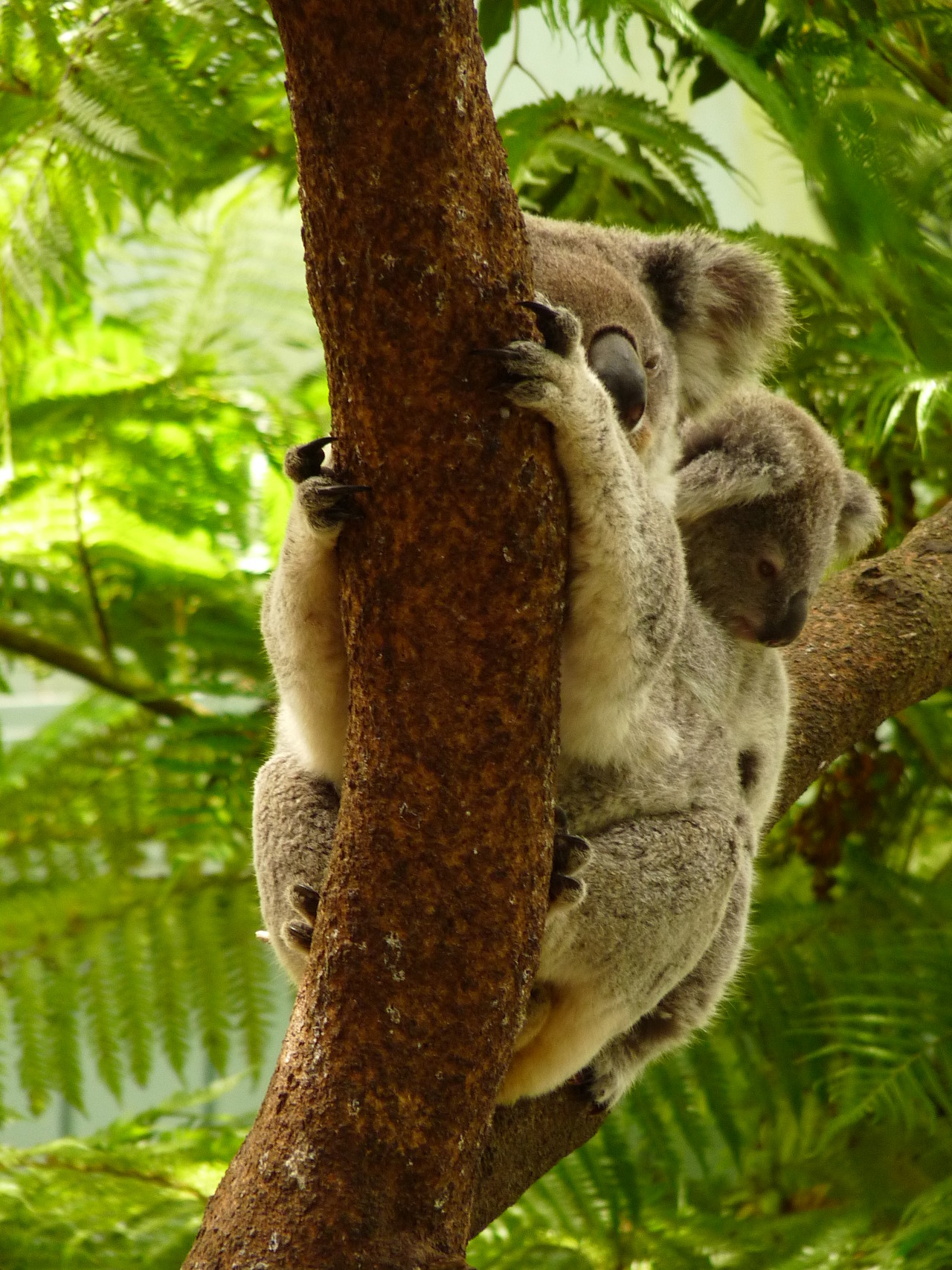 Koala australijski Phascolarctos cinereus