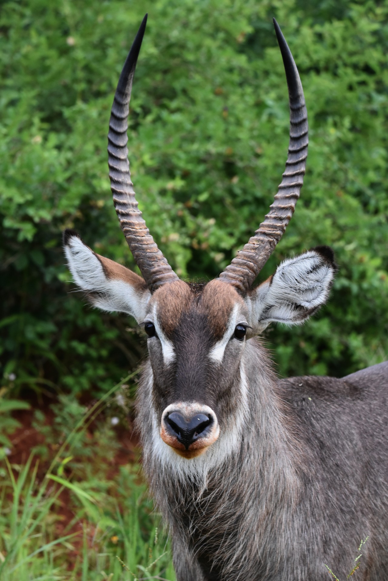 Kob śniady samiec Kobus ellipsiprymnus, Park Narodowy Amboseli, Kenia 