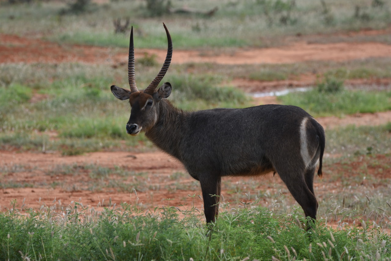 Kob śniady samiec Kobus ellipsiprymnus, Park Narodowy Amboseli, Kenia