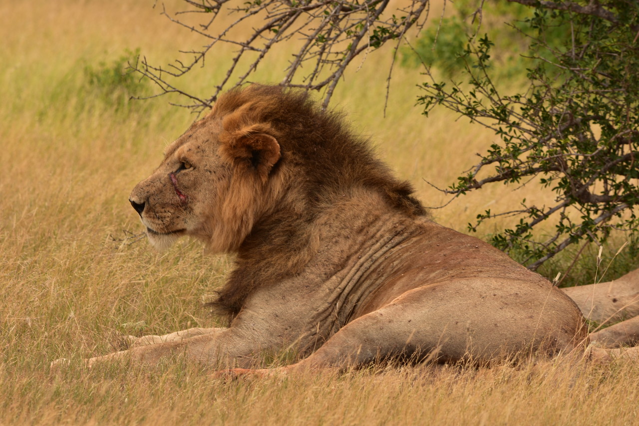 Lew Panthera leo, Park Narodowy Tsavo, Kenia