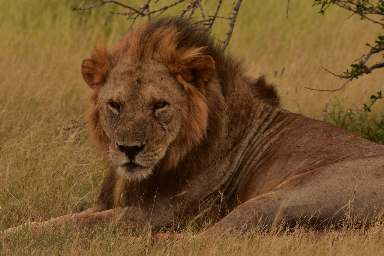 Lew Panthera leo, Park Narodowy Tsavo, Kenia