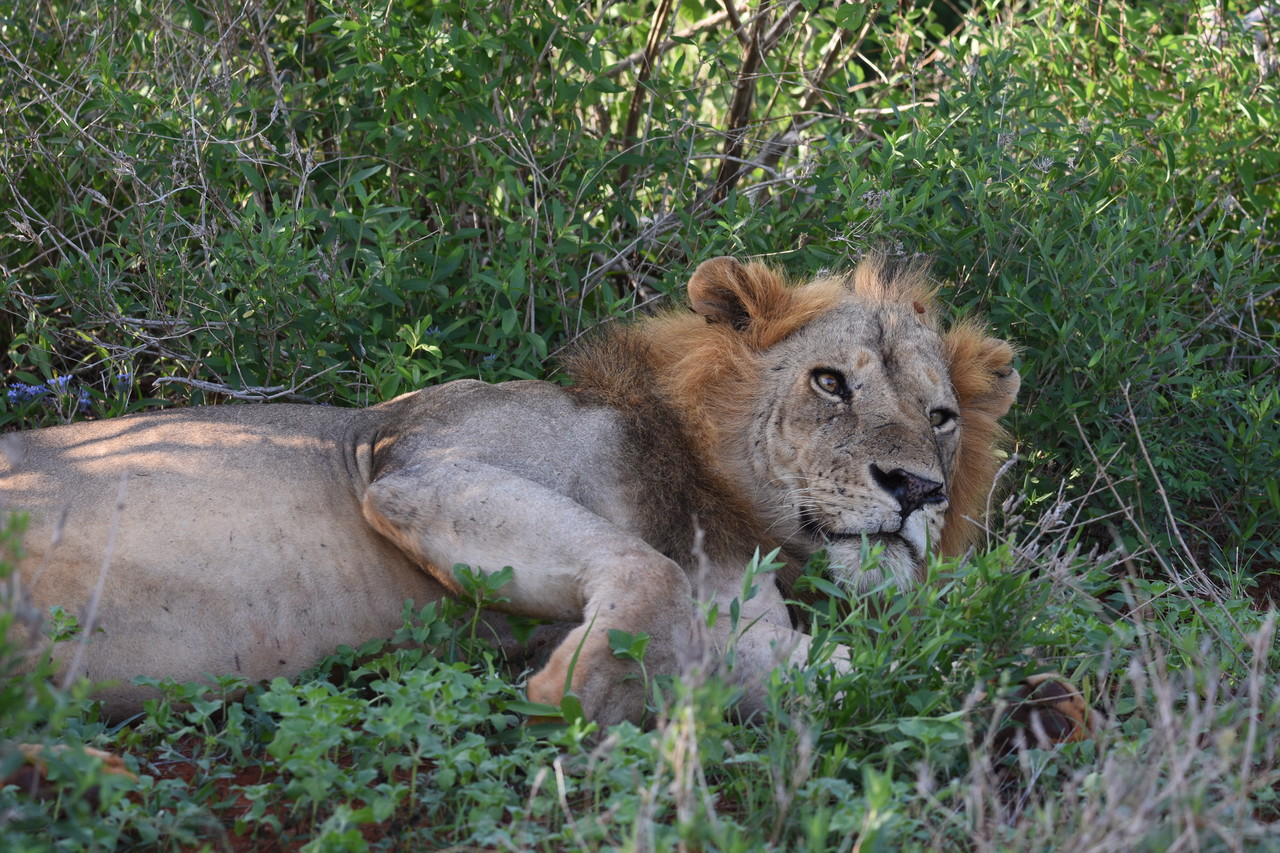 Lew afrykański Panthera leo, Park Narodowy Tsavo, Kenia