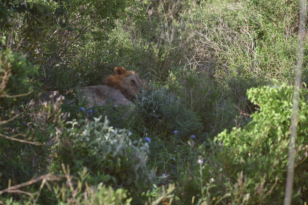 Lew afrykański Panthera leo, Park Narodowy Tsavo, Kenia