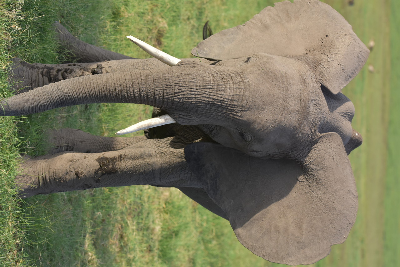 Młody słoń afrykański Loxodonta africana, Park Narodowy Tsavo, Kenia