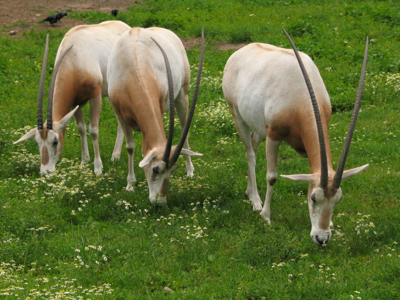 Oryks szablorogi Oryx dammah