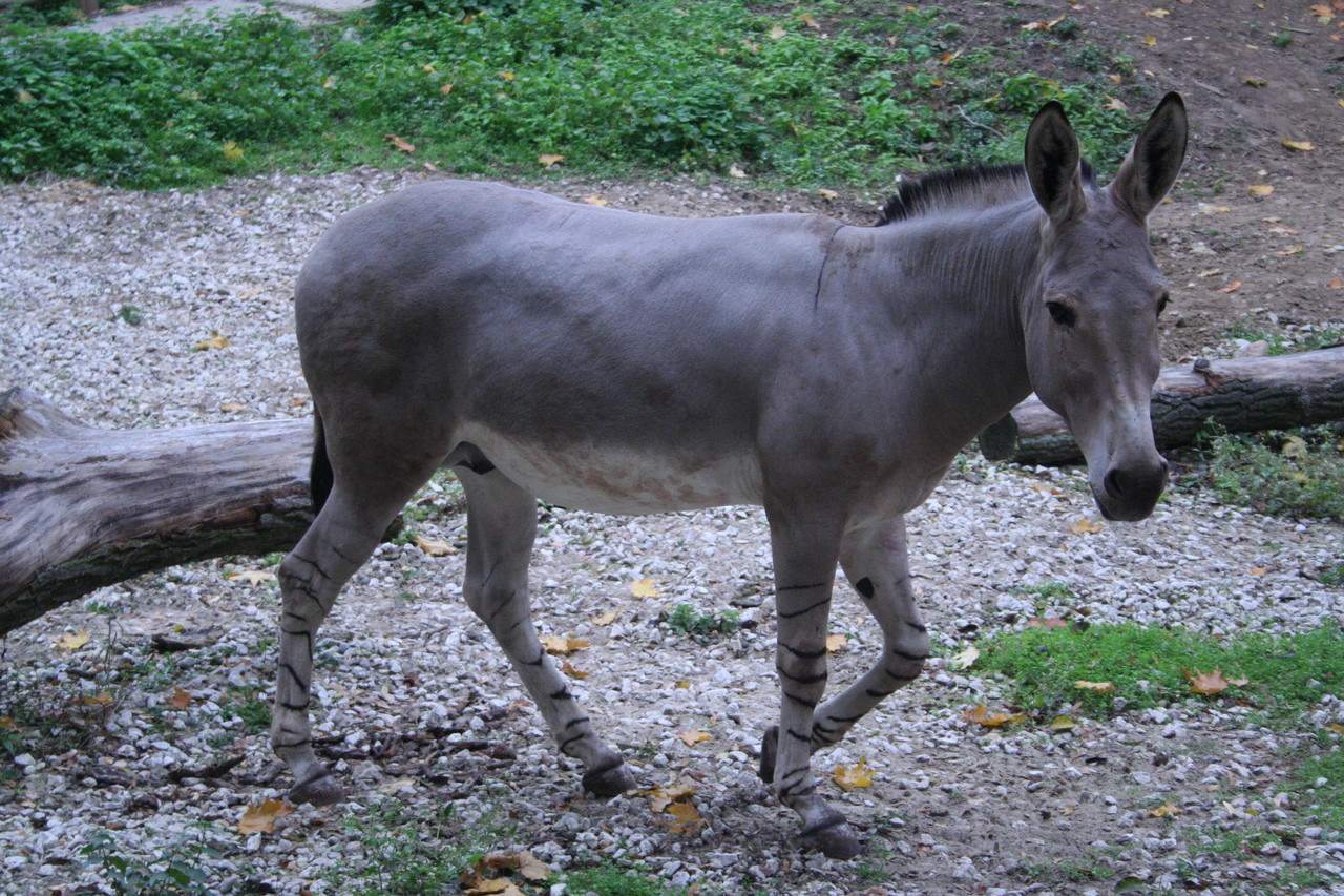 Osioł somalijski Equus africanus somaliensis