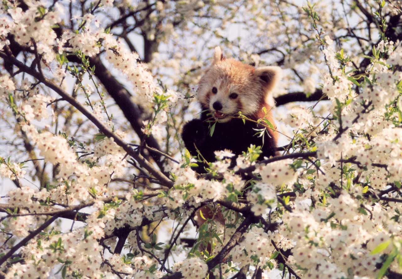 Panda mała Ailurus fulgens wiosna