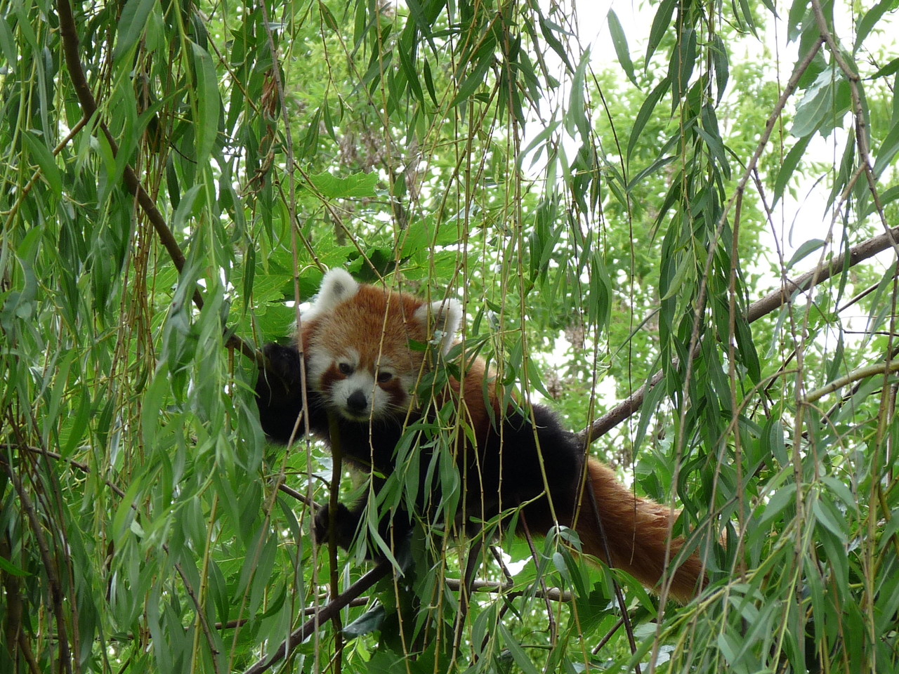 Panda mała Ailurus fulgens