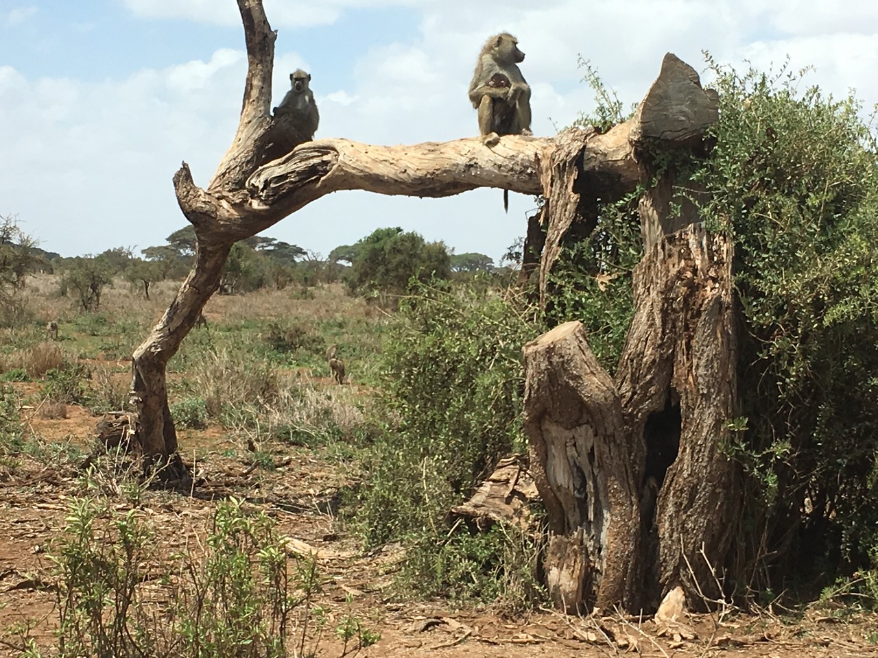 Pawian oliwkowy Papio anubis, Park Narodowy Tsavo, Kenia