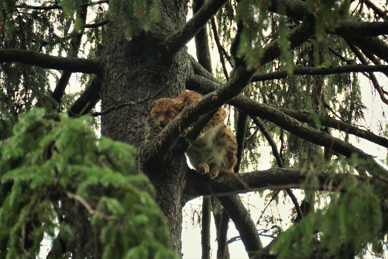 Ryś śpiący na drzewie Lynx lynx