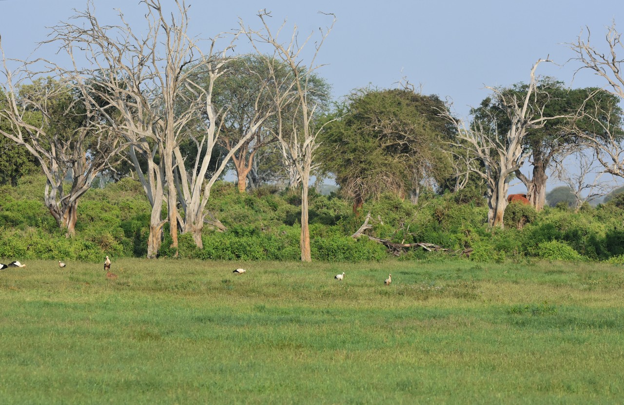 Słoń afrykański Loxodonta africana w buszu i bociany białe Ciconia ciconia, Park Narodowy Amboseli, Kenia
