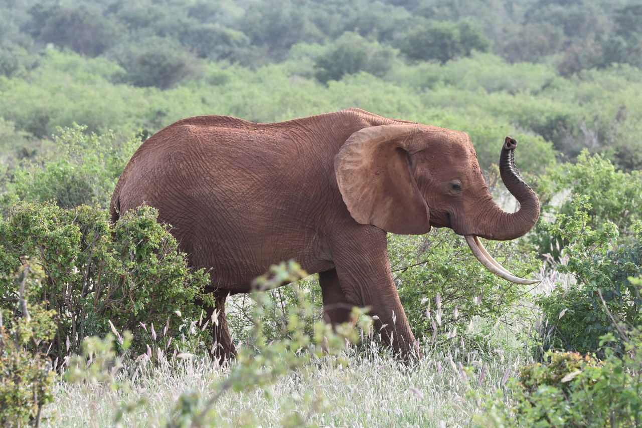 Słoń afrykański Loxodonta africana, Park Narodowy Amboseli, Kenia