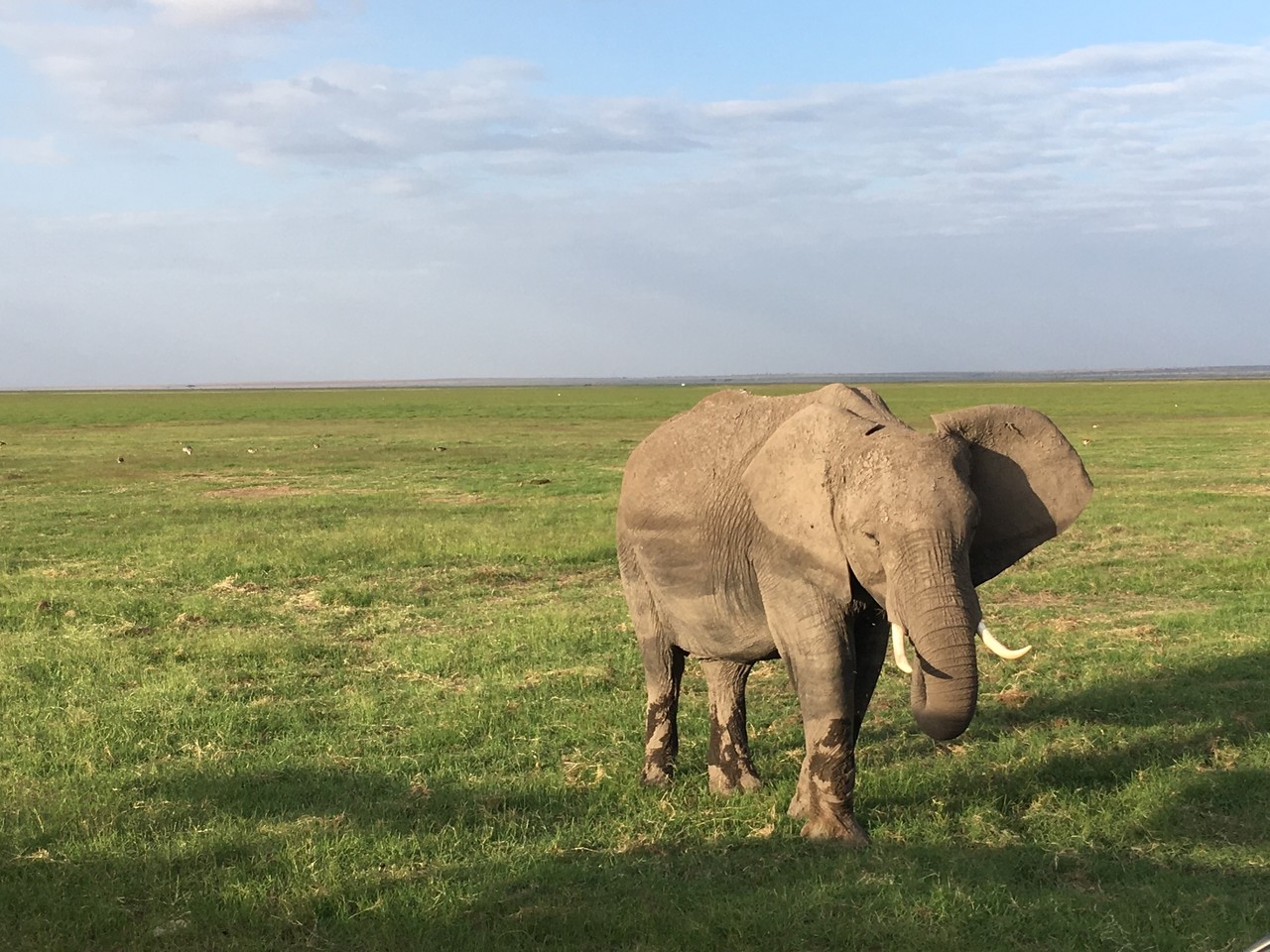 Słoń afrykański Loxodonta africana, Park Narodowy Amboseli, Kenia