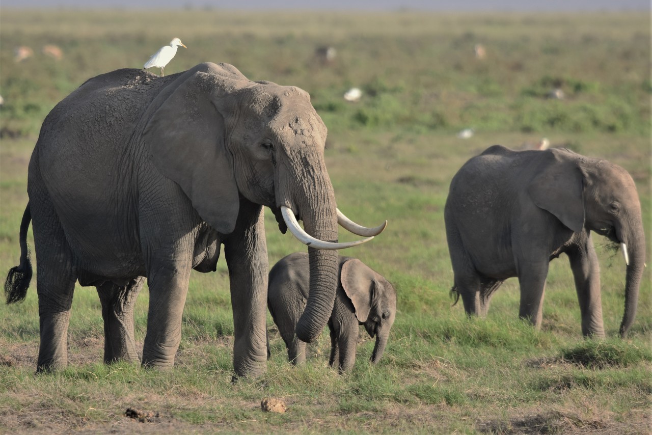 Słoń afrykański samica z młodym Loxodonta africana, Park Narodowy Tsavo, Kenia