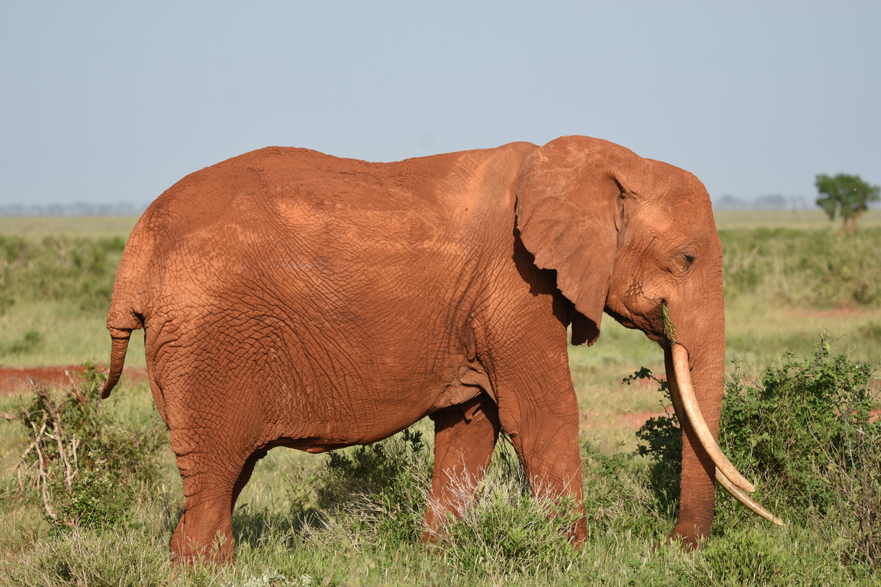 Słoń afrykański samiec Loxodonta africana, Park Narodowy Amboseli, Kenia