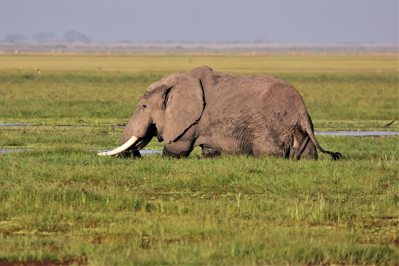 Słoń afrykański samiec Loxodonta africana, Park Narodowy Amboseli, Kenia
