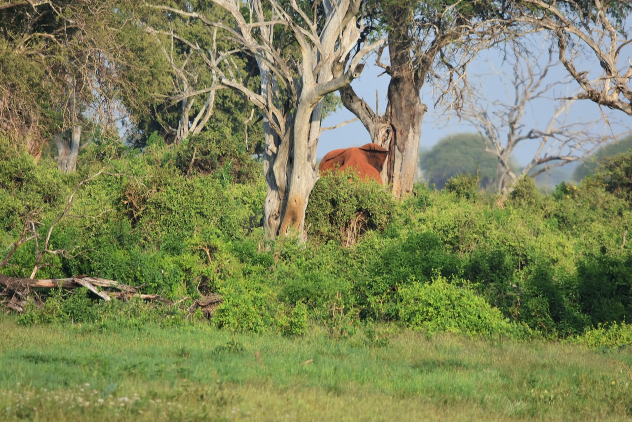 Słoń afrykański w buszu Loxodonta africana, Park Narodowy Amboseli, Kenia