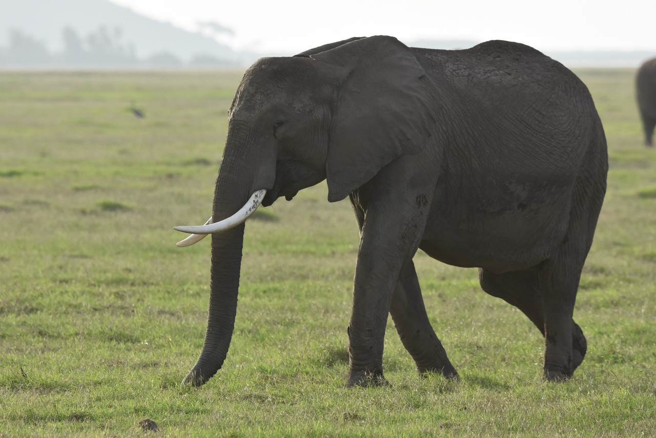 Słoń afrykański Loxodonta africana Park Narodowy Tsavo Kenia