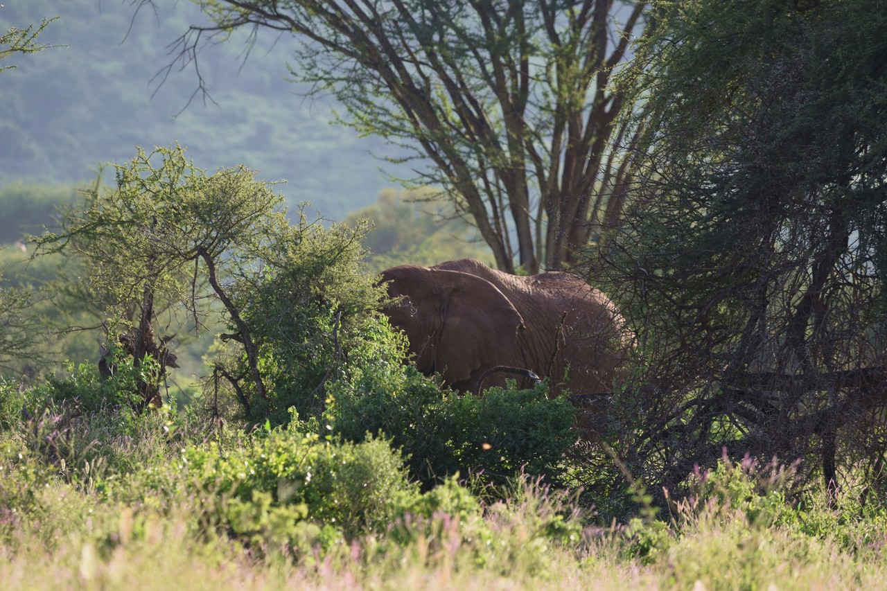 Słoń afrykański Loxodonta africana, Park Narodowy Amboseli, Kenia