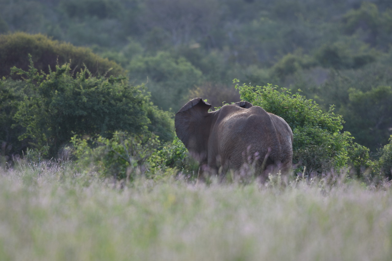 Słoń afrykański Loxodonta africana, Park Narodowy Tsavo, Kenia