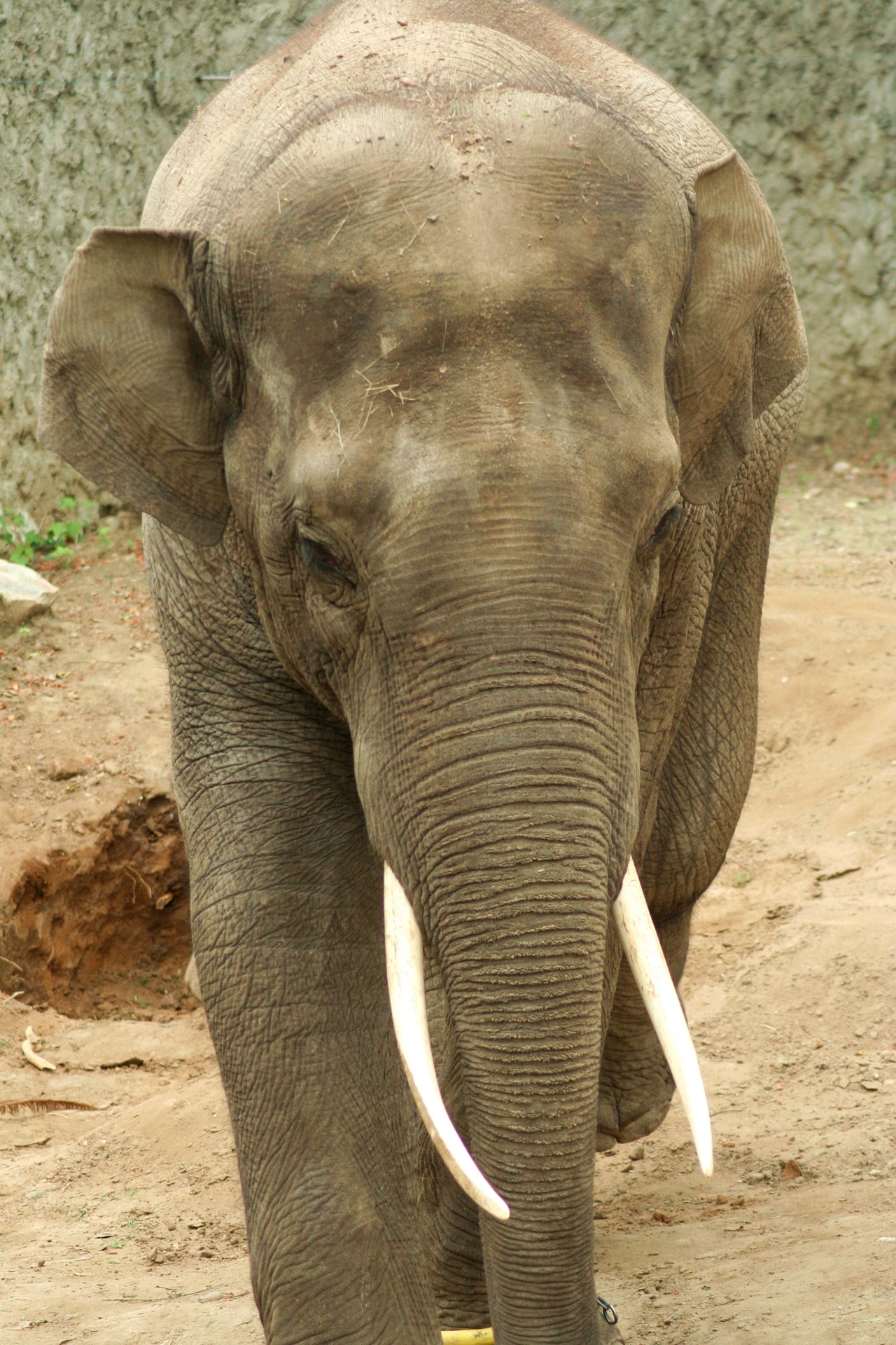Słoń indyjski Thisiam Elephas maximus