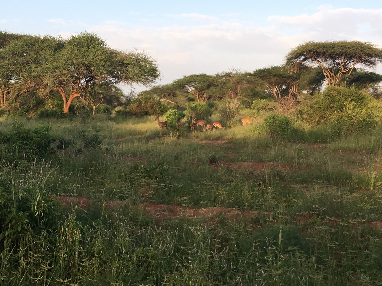 Stado impali zwyczajnych Aepyceros melampus, Park Narodowy Amboseli, Kenia