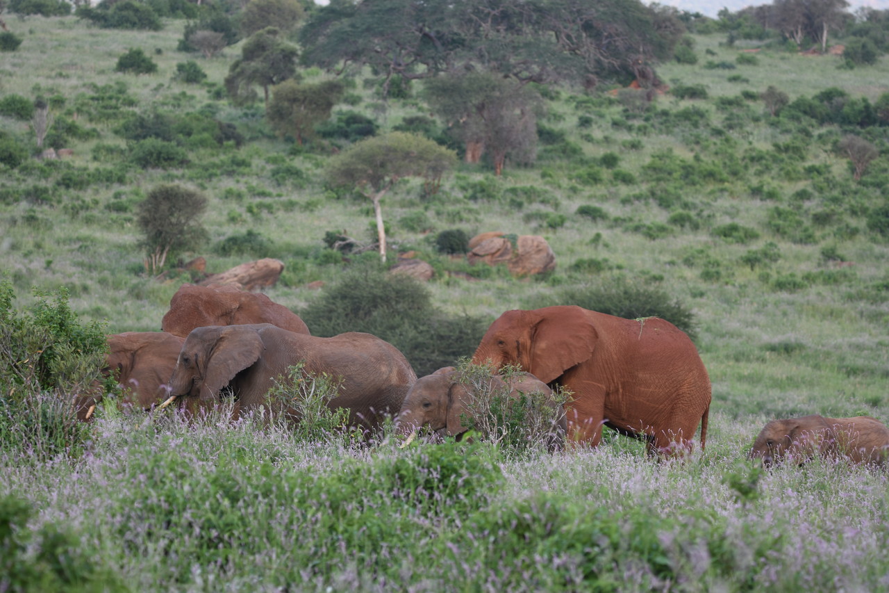 Stado słoni afrykańskich Loxodonta africana, Park Narodowy Amboseli, Kenia