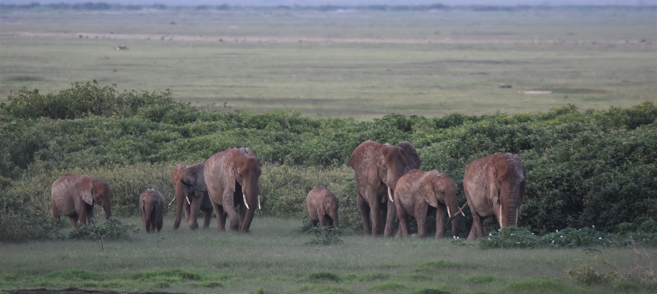 Stado słoni afrykańskich Loxodonta africana, Park Narodowy Amboseli, Kenia