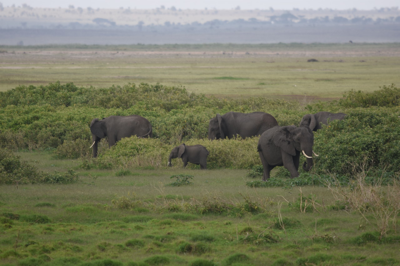 Stado słoni afrykańskich Loxodonta africana, Park Narodowy Tsavo, Kenia