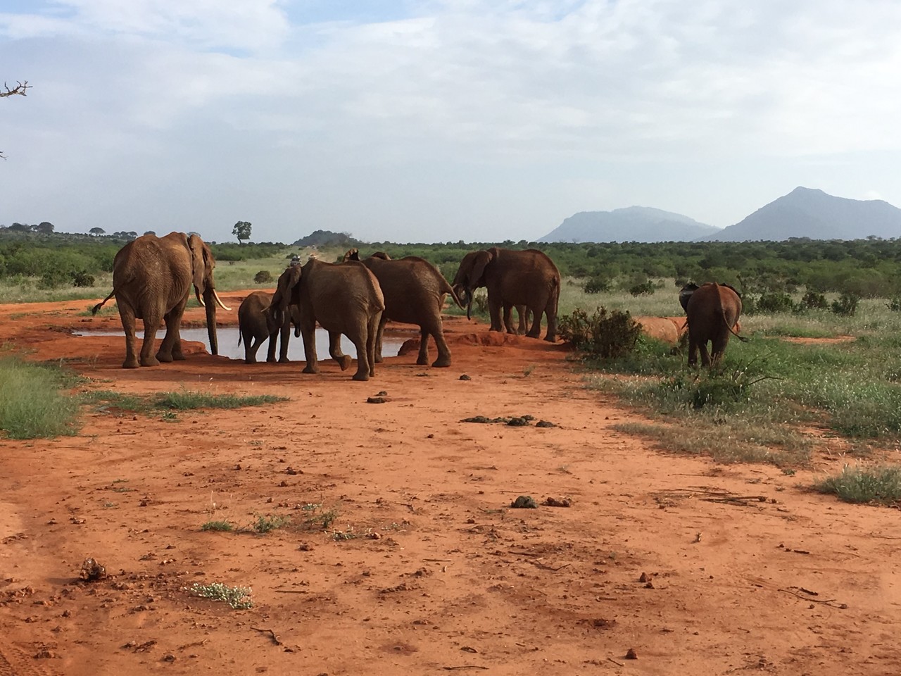 Stado słoni afrykańskich Loxodonta africana, Park Narodowy Tsavo, Kenya 