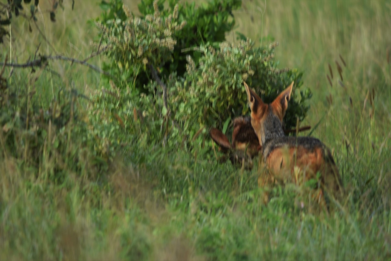 Szakal czaprakowy Canis mesomelas z upolowanym zającem sawannowym Lepus microtis, Park Narodowy Tsavo, Kenia