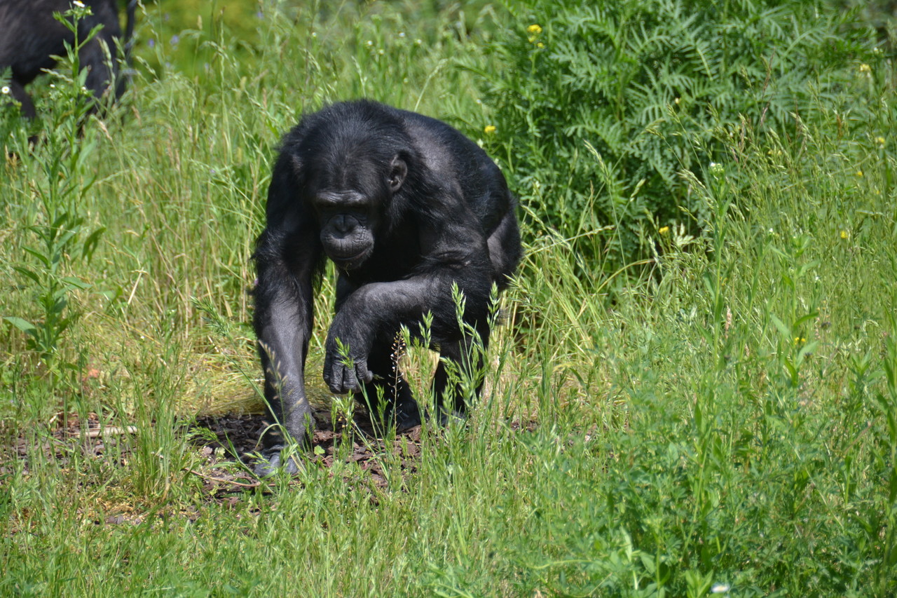Szympans zwyczajny Pan troglodytes