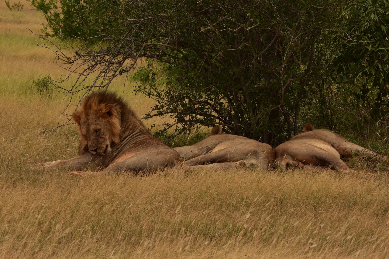 Trzy samce lwa Panthera leo, Park Narodowy Tsavo, Kenia