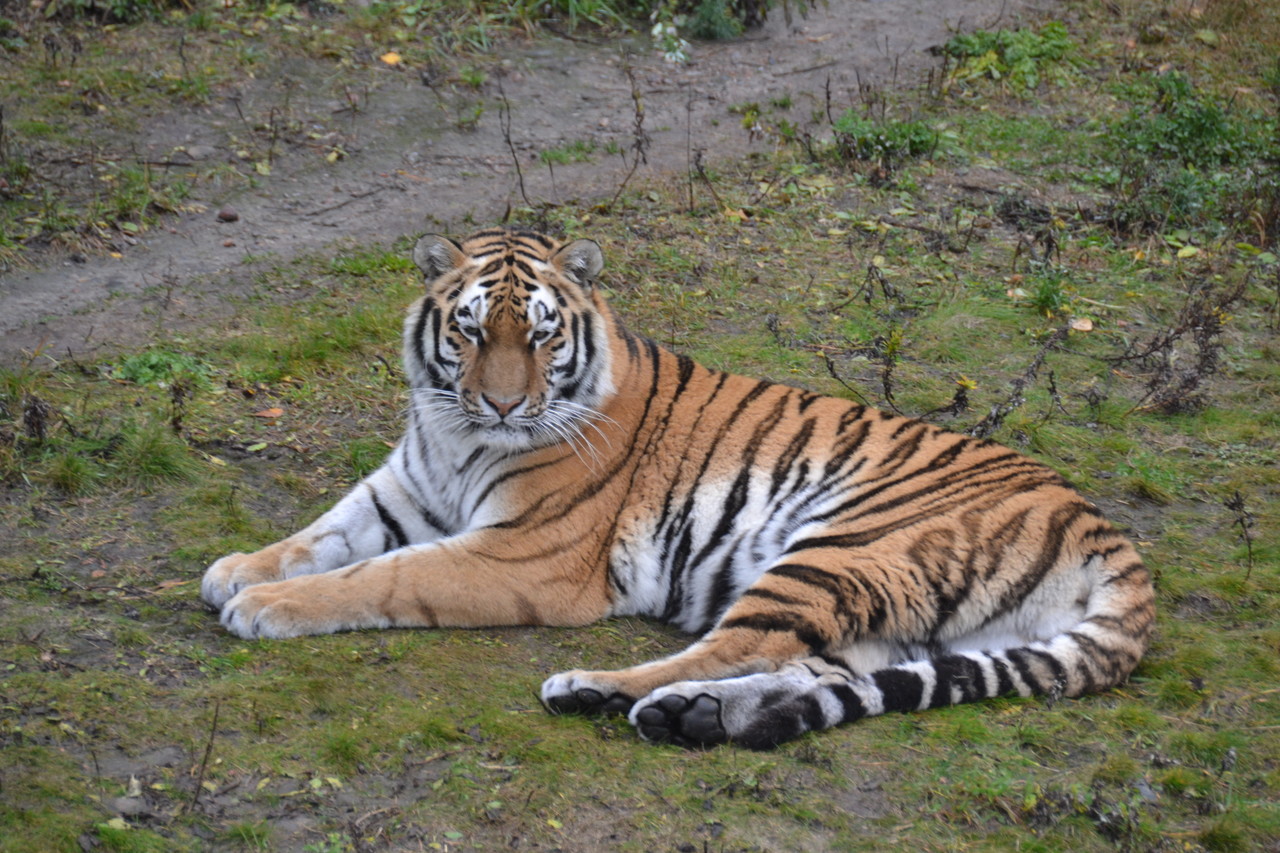 Tygrys syberyjski Panthera tigris altaica