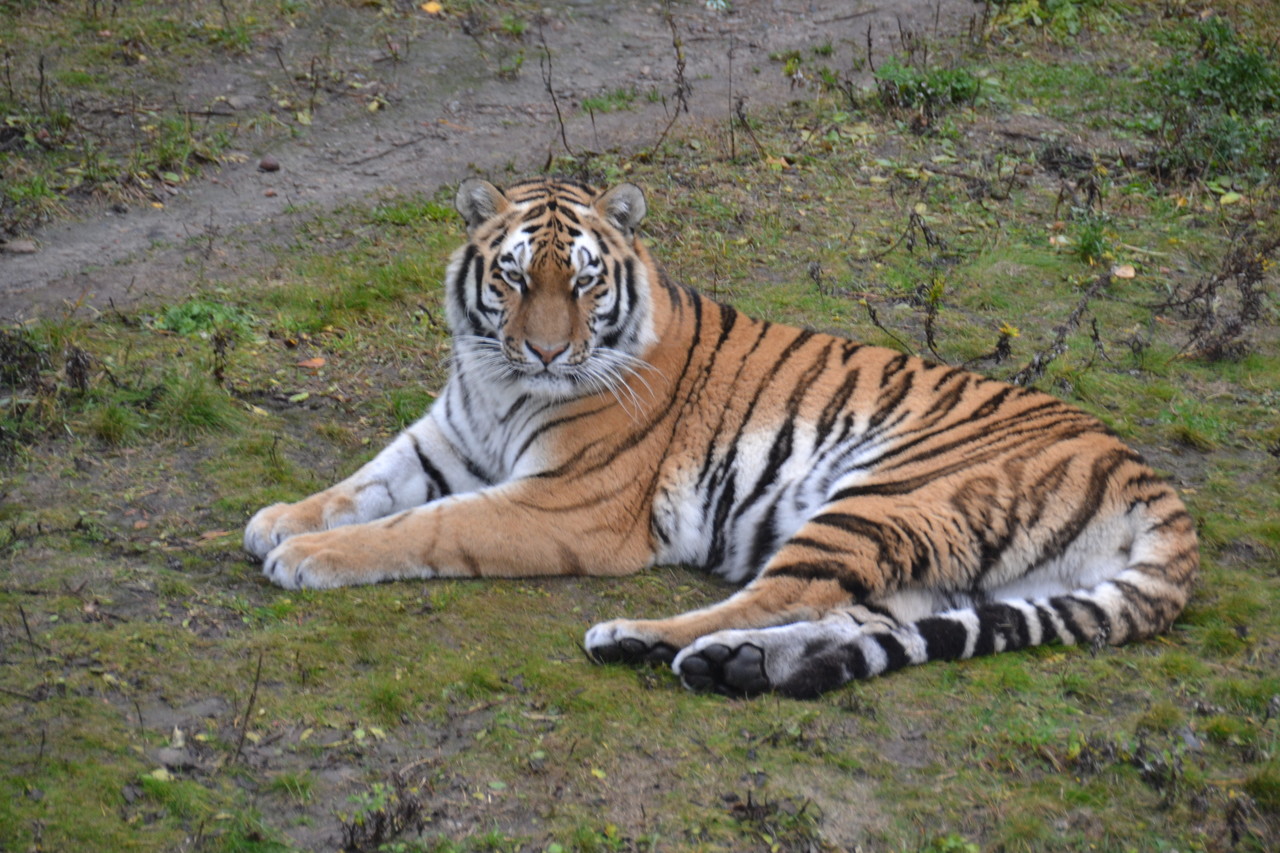 Tygrys syberyjski Panthera tigris altaica