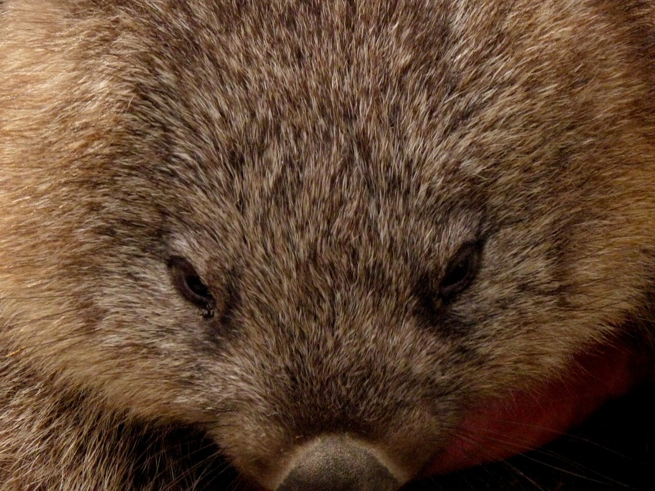 Wombat tasmański Vombatus ursinus