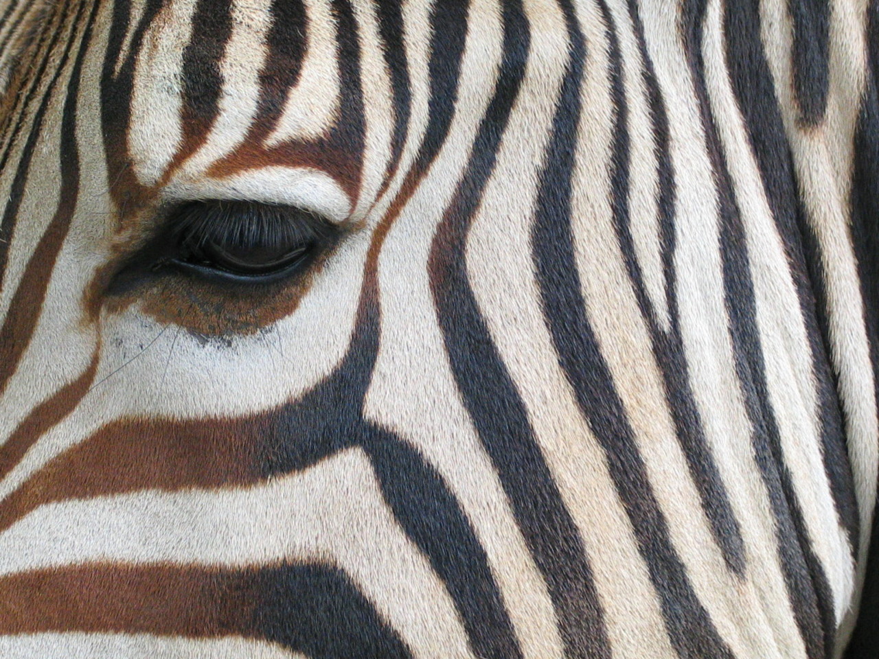 Zebra górska Equus zebra