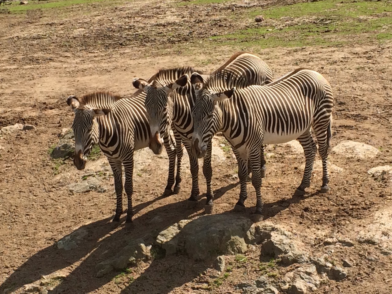 Zebra pręgowana Equus grevyi